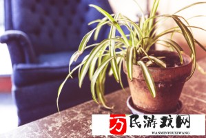 丽莎教旅行者拔萝卜？原神最治愈的互动瞬间